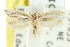  (Thudaca sp. ANICMK33 - CCDB-15820-F06)  @12 [ ] CreativeCommons - Attribution (2011) ANIC/CBG Photography Group Centre for Biodiversity Genomics