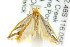 ( - CCDB-15820-G02)  @14 [ ] CreativeCommons - Attribution (2011) ANIC/CBG Photography Group Centre for Biodiversity Genomics