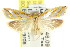  ( - CCDB-15820-G10)  @11 [ ] CreativeCommons - Attribution (2011) ANIC/CBG Photography Group Centre for Biodiversity Genomics