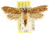  ( - CCDB-15821-A04)  @13 [ ] CreativeCommons - Attribution (2011) ANIC/CBG Photography Group Centre for Biodiversity Genomics