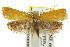  ( - CCDB-15821-E06)  @12 [ ] CreativeCommons - Attribution (2011) ANIC/CBG Photography Group Centre for Biodiversity Genomics