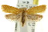  ( - CCDB-15821-E07)  @11 [ ] CreativeCommons - Attribution (2011) ANIC/CBG Photography Group Centre for Biodiversity Genomics
