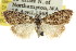  ( - CCDB-15823-C10)  @11 [ ] CreativeCommons - Attribution (2011) ANIC/CBG Photography Group Centre for Biodiversity Genomics