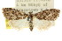  ( - CCDB-15823-C12)  @12 [ ] CreativeCommons - Attribution (2011) ANIC/CBG Photography Group Centre for Biodiversity Genomics
