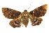  ( - CCDB-15823-D09)  @11 [ ] CreativeCommons - Attribution (2011) ANIC/CBG Photography Group Centre for Biodiversity Genomics