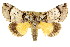  (Belciana sp. ANIC2 - CCDB-15823-D12)  @15 [ ] CreativeCommons - Attribution (2011) ANIC/CBG Photography Group Centre for Biodiversity Genomics