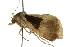  ( - CCDB-15823-F01)  @13 [ ] CreativeCommons - Attribution (2011) ANIC/CBG Photography Group Centre for Biodiversity Genomics