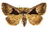  ( - CCDB-15823-F02)  @15 [ ] CreativeCommons - Attribution (2011) ANIC/CBG Photography Group Centre for Biodiversity Genomics