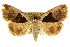 ( - CCDB-15823-F03)  @14 [ ] CreativeCommons - Attribution (2011) ANIC/CBG Photography Group Centre for Biodiversity Genomics