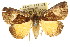  ( - CCDB-15823-F05)  @15 [ ] CreativeCommons - Attribution (2011) ANIC/CBG Photography Group Centre for Biodiversity Genomics