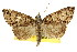  ( - CCDB-15823-F08)  @11 [ ] CreativeCommons - Attribution (2011) ANIC/CBG Photography Group Centre for Biodiversity Genomics