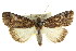  ( - CCDB-15823-F09)  @15 [ ] CreativeCommons - Attribution (2011) ANIC/CBG Photography Group Centre for Biodiversity Genomics