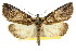  ( - CCDB-15823-F10)  @11 [ ] CreativeCommons - Attribution (2011) ANIC/CBG Photography Group Centre for Biodiversity Genomics