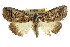  ( - CCDB-15823-F12)  @14 [ ] CreativeCommons - Attribution (2011) ANIC/CBG Photography Group Centre for Biodiversity Genomics