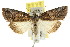  ( - CCDB-15823-G01)  @14 [ ] CreativeCommons - Attribution (2011) ANIC/CBG Photography Group Centre for Biodiversity Genomics