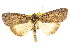  ( - CCDB-15823-G02)  @15 [ ] CreativeCommons - Attribution (2011) ANIC/CBG Photography Group Centre for Biodiversity Genomics