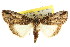  ( - CCDB-15823-G03)  @15 [ ] CreativeCommons - Attribution (2011) ANIC/CBG Photography Group Centre for Biodiversity Genomics