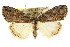  ( - CCDB-15823-G08)  @12 [ ] CreativeCommons - Attribution (2011) ANIC/CBG Photography Group Centre for Biodiversity Genomics