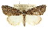  ( - CCDB-15823-G09)  @12 [ ] CreativeCommons - Attribution (2011) ANIC/CBG Photography Group Centre for Biodiversity Genomics