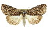  ( - CCDB-15823-G11)  @13 [ ] CreativeCommons - Attribution (2011) ANIC/CBG Photography Group Centre for Biodiversity Genomics