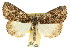  ( - CCDB-15823-G12)  @11 [ ] CreativeCommons - Attribution (2011) ANIC/CBG Photography Group Centre for Biodiversity Genomics