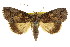  ( - CCDB-15823-H01)  @14 [ ] CreativeCommons - Attribution (2011) ANIC/CBG Photography Group Centre for Biodiversity Genomics