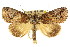  ( - CCDB-15823-H03)  @15 [ ] CreativeCommons - Attribution (2011) ANIC/CBG Photography Group Centre for Biodiversity Genomics
