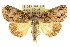  ( - CCDB-15823-H04)  @15 [ ] CreativeCommons - Attribution (2011) ANIC/CBG Photography Group Centre for Biodiversity Genomics