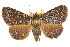  (Facidina polystigma - CCDB-15823-H05)  @11 [ ] CreativeCommons - Attribution (2011) ANIC/CBG Photography Group Centre for Biodiversity Genomics
