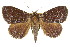  ( - CCDB-15823-H06)  @11 [ ] CreativeCommons - Attribution (2011) ANIC/CBG Photography Group Centre for Biodiversity Genomics