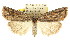  ( - CCDB-15823-H07)  @12 [ ] CreativeCommons - Attribution (2011) ANIC/CBG Photography Group Centre for Biodiversity Genomics