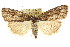  ( - CCDB-15823-H08)  @13 [ ] CreativeCommons - Attribution (2011) ANIC/CBG Photography Group Centre for Biodiversity Genomics