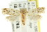  ( - CCDB-15824-A03)  @11 [ ] CreativeCommons - Attribution (2011) ANIC/CBG Photography Group Centre for Biodiversity Genomics