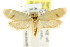  ( - CCDB-15824-C07)  @11 [ ] CreativeCommons - Attribution (2011) ANIC/CBG Photography Group Centre for Biodiversity Genomics