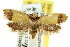  ( - CCDB-15824-G10)  @13 [ ] CreativeCommons - Attribution (2011) ANIC/CBG Photography Group Centre for Biodiversity Genomics