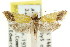  ( - CCDB-15824-G11)  @13 [ ] CreativeCommons - Attribution (2011) ANIC/CBG Photography Group Centre for Biodiversity Genomics