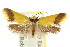  ( - CCDB-15824-H01)  @11 [ ] CreativeCommons - Attribution (2011) ANIC/CBG Photography Group Centre for Biodiversity Genomics