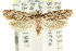  ( - CCDB-15824-H03)  @13 [ ] CreativeCommons - Attribution (2011) ANIC/CBG Photography Group Centre for Biodiversity Genomics