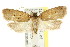  ( - CCDB-15826-H11)  @13 [ ] CreativeCommons - Attribution (2011) ANIC/CBG Photography Group Centre for Biodiversity Genomics