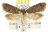  (Sclerocris sp. ANIC28 - CCDB-15827-A07)  @13 [ ] CreativeCommons - Attribution (2011) ANIC/CBG Photography Group Centre for Biodiversity Genomics