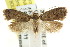  (Sclerocris sp. ANIC22 - CCDB-15827-A10)  @13 [ ] CreativeCommons - Attribution (2011) ANIC/CBG Photography Group Centre for Biodiversity Genomics