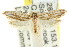  ( - CCDB-15827-G07)  @11 [ ] CreativeCommons - Attribution (2011) ANIC/CBG Photography Group Centre for Biodiversity Genomics