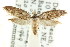  ( - CCDB-15828-F01)  @13 [ ] CreativeCommons - Attribution (2011) ANIC/CBG Photography Group Centre for Biodiversity Genomics