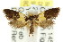  ( - CCDB-15830-C05)  @13 [ ] CreativeCommons - Attribution (2011) ANIC/CBG Photography Group Centre for Biodiversity Genomics