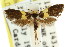  ( - CCDB-15830-C06)  @11 [ ] CreativeCommons - Attribution (2011) ANIC/CBG Photography Group Centre for Biodiversity Genomics