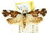  ( - CCDB-15830-D05)  @11 [ ] CreativeCommons - Attribution (2011) ANIC/CBG Photography Group Centre for Biodiversity Genomics