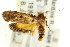 ( - CCDB-15830-D11)  @12 [ ] CreativeCommons - Attribution (2011) ANIC/CBG Photography Group Centre for Biodiversity Genomics