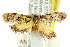  ( - CCDB-15830-D12)  @12 [ ] CreativeCommons - Attribution (2011) ANIC/CBG Photography Group Centre for Biodiversity Genomics