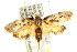  ( - CCDB-15830-E02)  @12 [ ] CreativeCommons - Attribution (2011) ANIC/CBG Photography Group Centre for Biodiversity Genomics