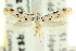  (Ischnomorpha idiotropa - CCDB-15830-H09)  @11 [ ] CreativeCommons - Attribution (2011) ANIC/CBG Photography Group Centre for Biodiversity Genomics